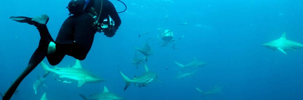 Arena Dive Club