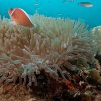 The Dearly Dive Koh Tao – PADI 5 Star Dive Resort & Scuba School