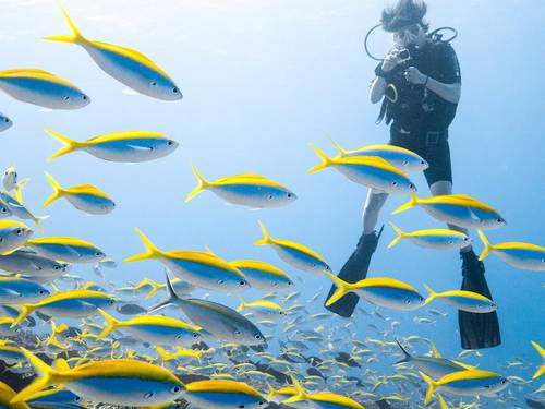 Trek Divers Seychelles