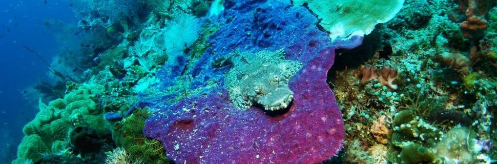 Mantastic Scuba and Lodge