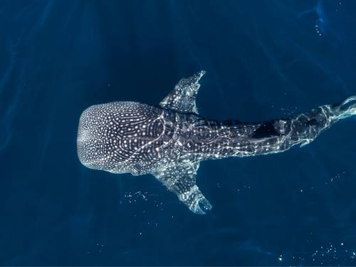 Atoll Divers Seychelles