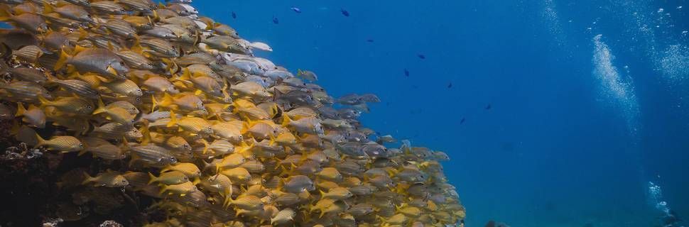 Diversion Dives Cancun