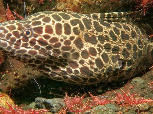 Adventure Divers Bali