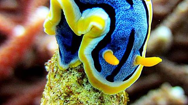 Nautilus Diving Bali