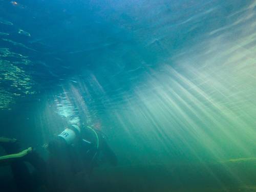 Rainforest Scuba