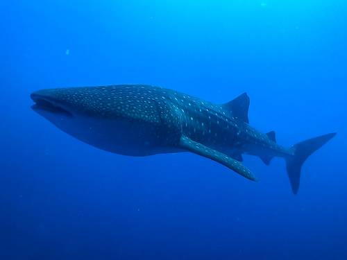 South Ari Dive Center