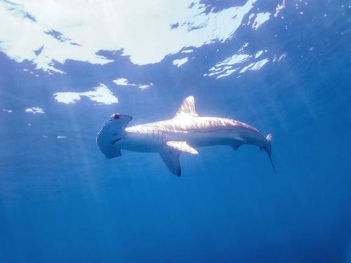 Tato Shark Expeditions