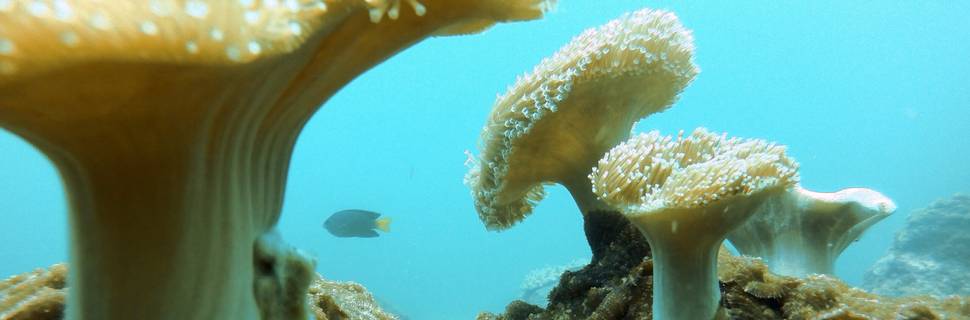Taprobane Divers PADI Dive Resort Trincomalee