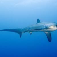 Thresher Shark Divers