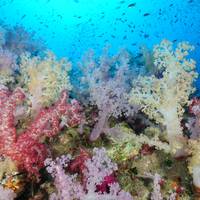 Dive Info
