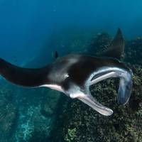 Blue Bay Divers