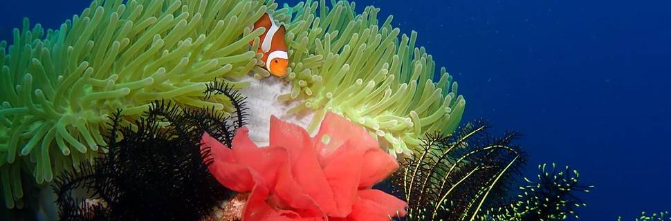 Wellbeach Dive Resort
