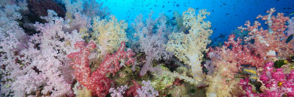 Dive Info