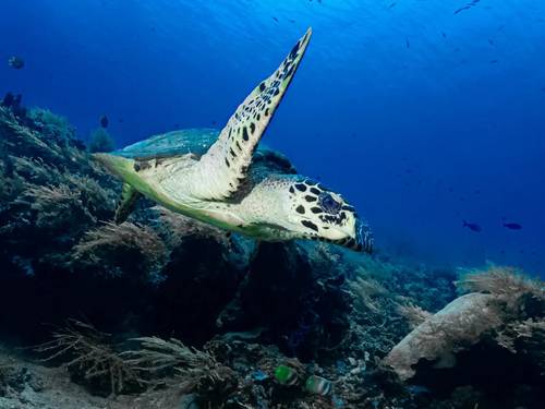 Eurodive Bali - PADI 5* Dive Center