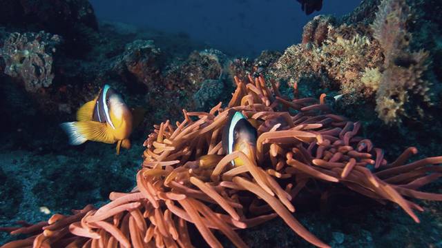 Felidhoo Dive Club