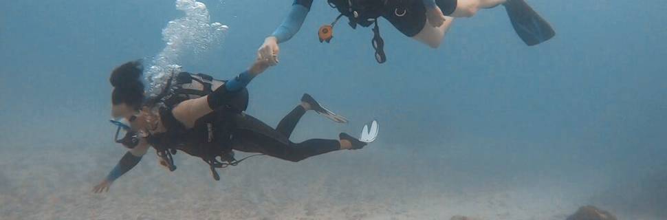 Pole Pole Divers