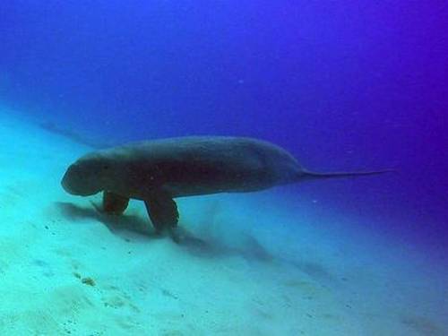 Odyssea Dive
