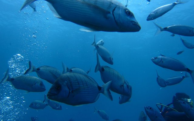 A comprehensive guide for diving in Spain