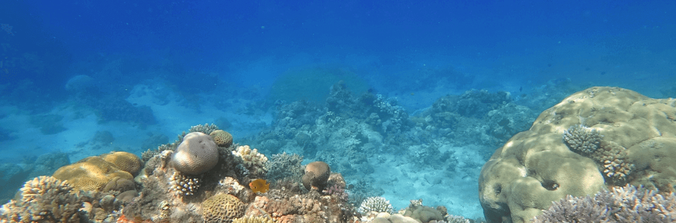 Zanzibar Underwater Explorers