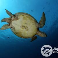 Aquanaut Dive Center