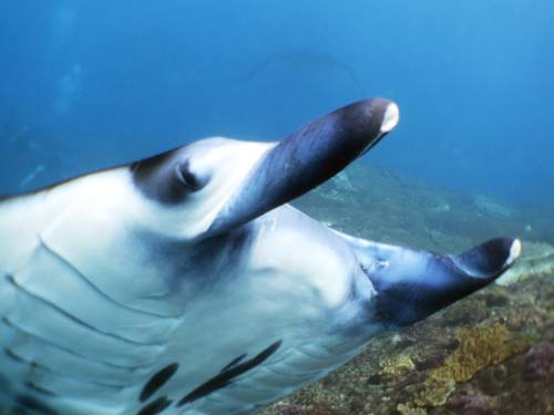 Bali View Dive Center バリ・ビュー・ダイブセンター