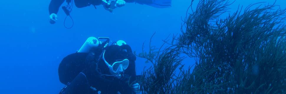 The Dive Connection Ltd