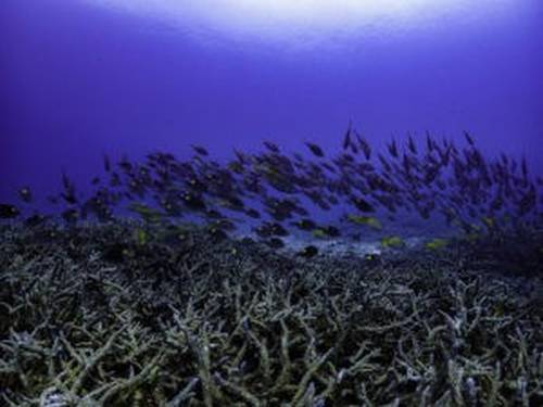 SEA GARDEN