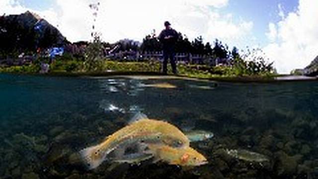 Alpenaquarium Grüblsee