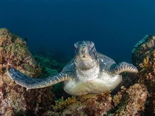 Kirra Dive 'On the Tweed'