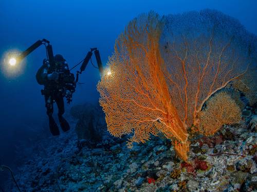 TGI Diving Gorgonia Beach