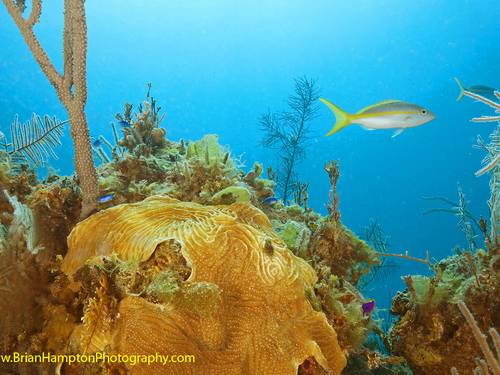 Dive Exuma
