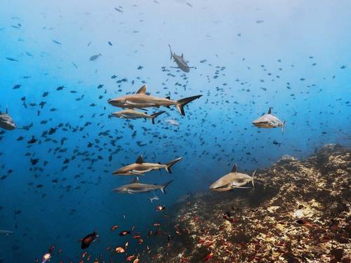 RAS ATOLL INN | FAMILY DIVERS MALDIVES