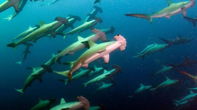 South West Rocks Dive Centre