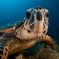 Scuba Diving Cancun