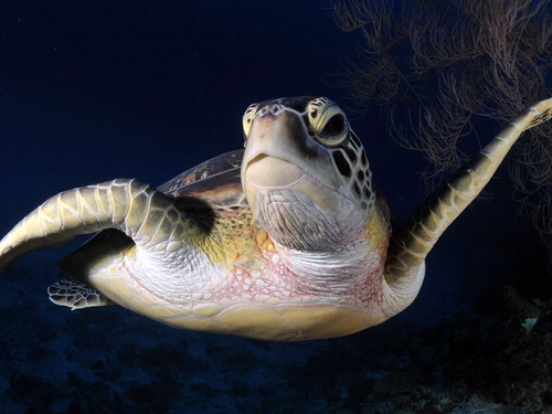Dharavandhoo Divers Maldives