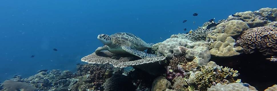 Reef Turtle Dive Center / Centro de Buceo PADI en Siquijor (Spanish/French/English)