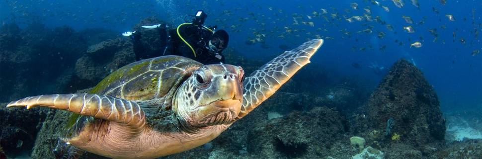 Gold Coast Dive Centre & Marine Training College