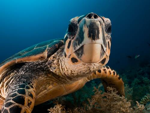 Scuba Diving Cancun