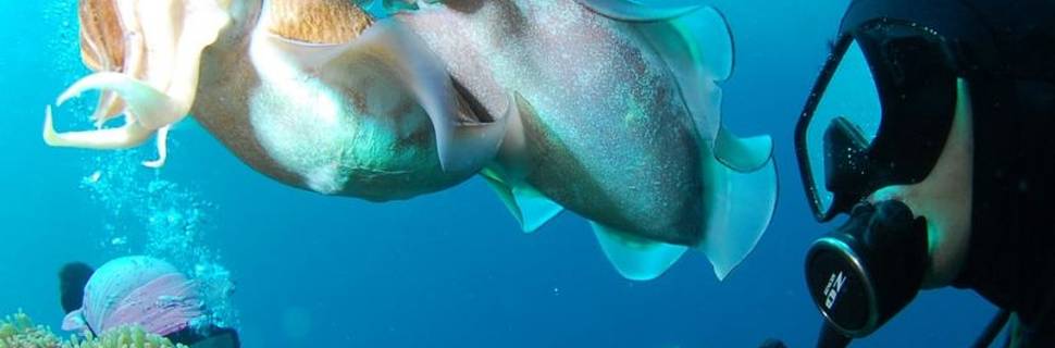 Blue Submarine Diving Center - Happy Life Beach Marsa Alam