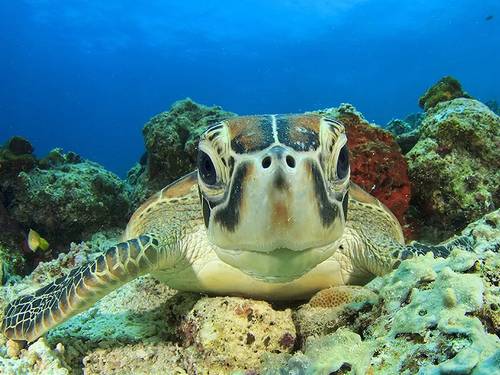 Captain Cook Cruises Fiji