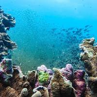 Buccaneer Diving