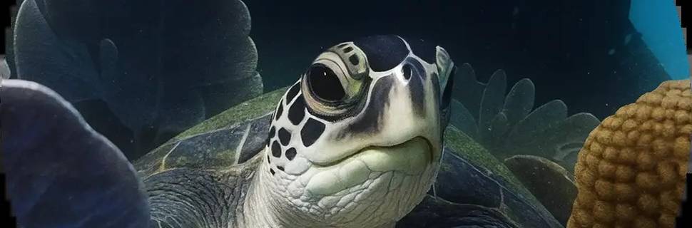 P&P Mergulho