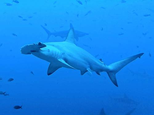 Ocean Deep Diving