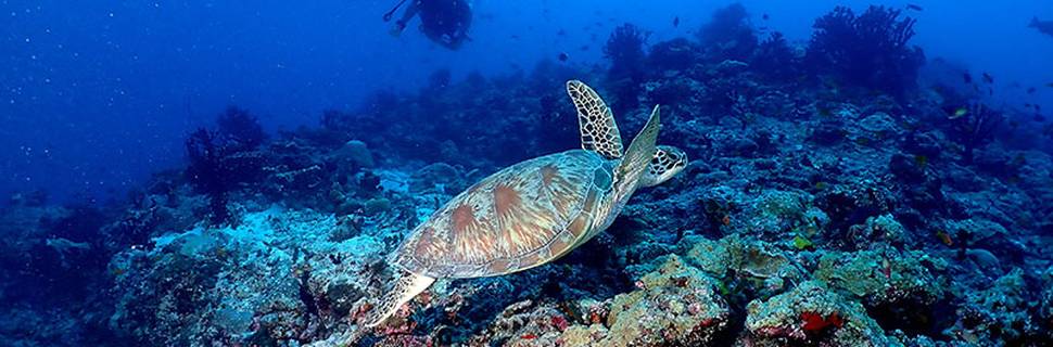 Jerrys Dive Club Rasdhoo