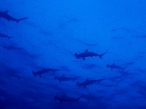 YELLOW DIVE