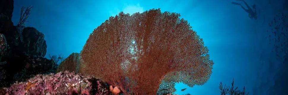 Baja Underwater Expeditions – Ocean Safari & Dive Center La Ventana