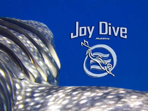 Joy Dive