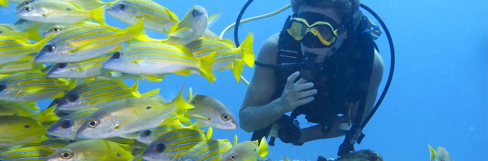 Coral Divers PADI 5 Star IDC Centre and Resort