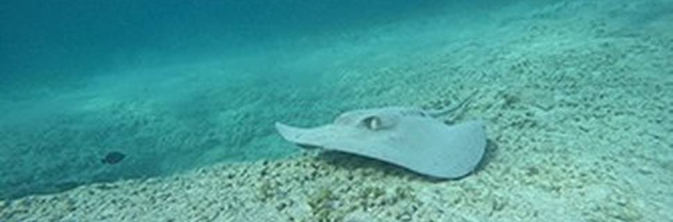 Total Snorkel Cancun