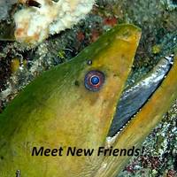 Diver's Market, Inc.